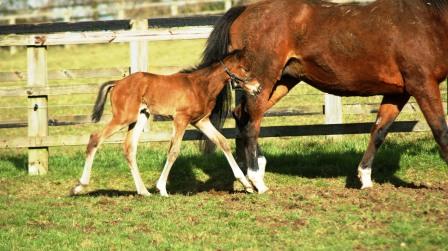 2014 Bay filly by High Chaparral